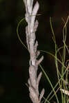 Bighead pygmycudweed